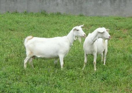 养羊养1000只羊一年能挣多少钱,养羊怎样利润最大