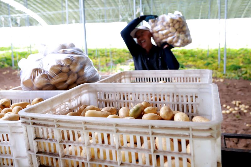 土豆高产种植密度,土豆种植技术怎么才能高产