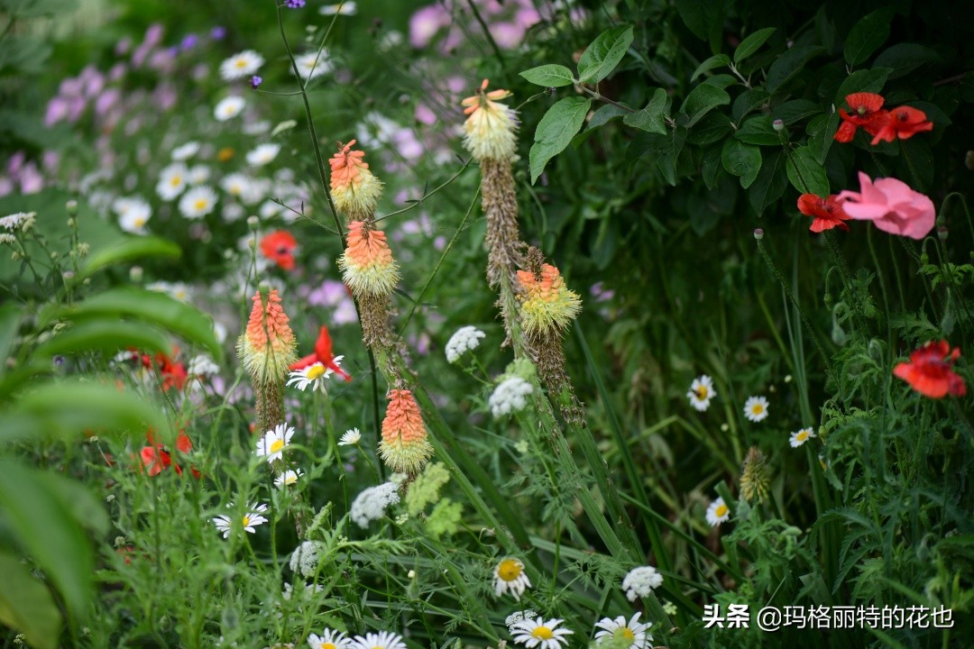 徒长花草怎样处理,徒长的树木怎么处理