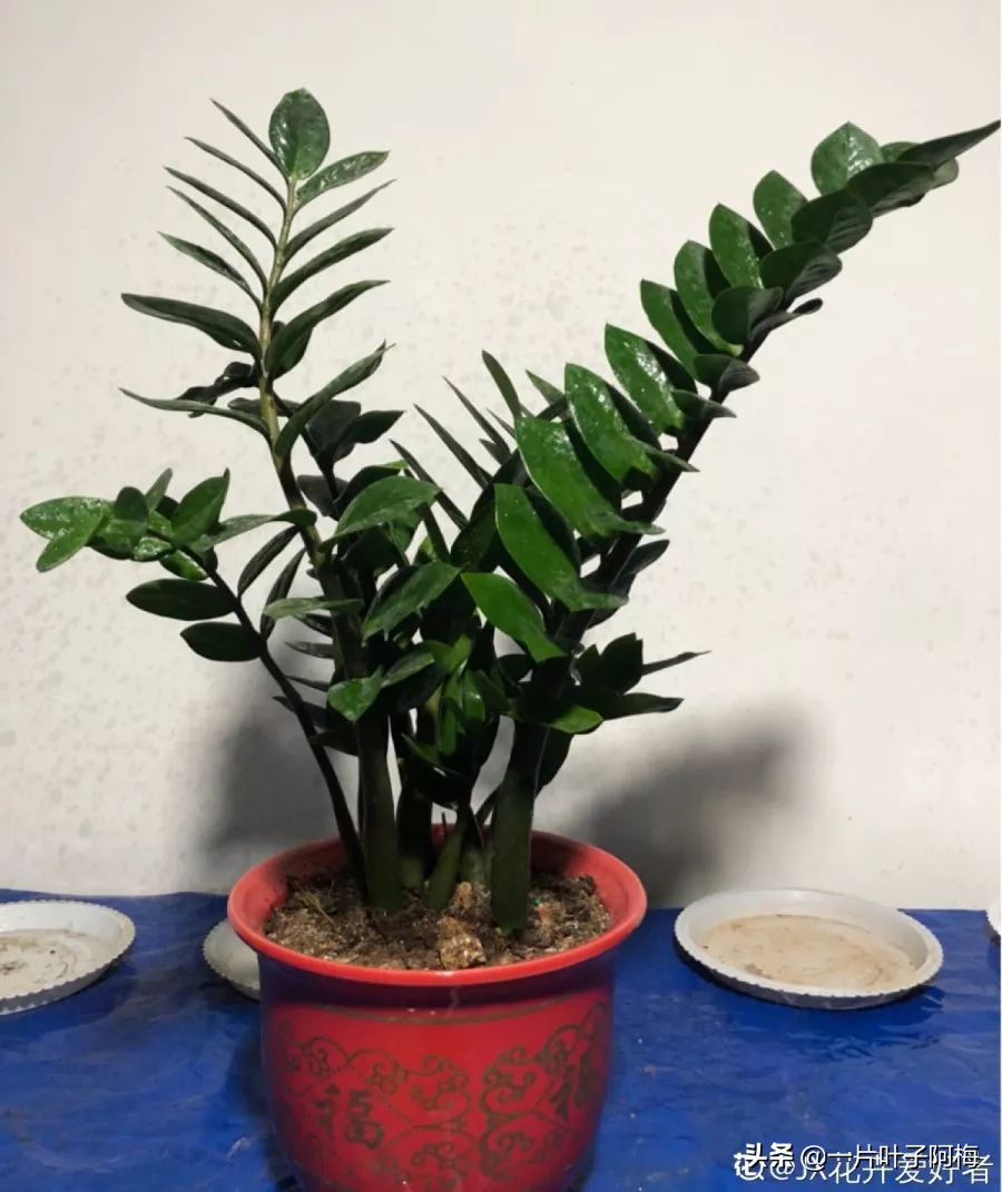 5个植物最招财,能开花又好养的植物又有寓意