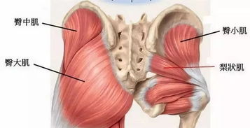 腰夹脊,腰夹脊疼痛位置图片