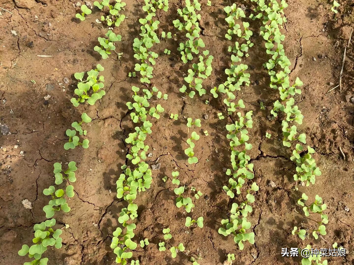 种菜板结最好的方法,种菜土地板结最快解决方法