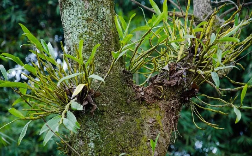 什么样的石斛是最好的,什么样的石斛才是好的石