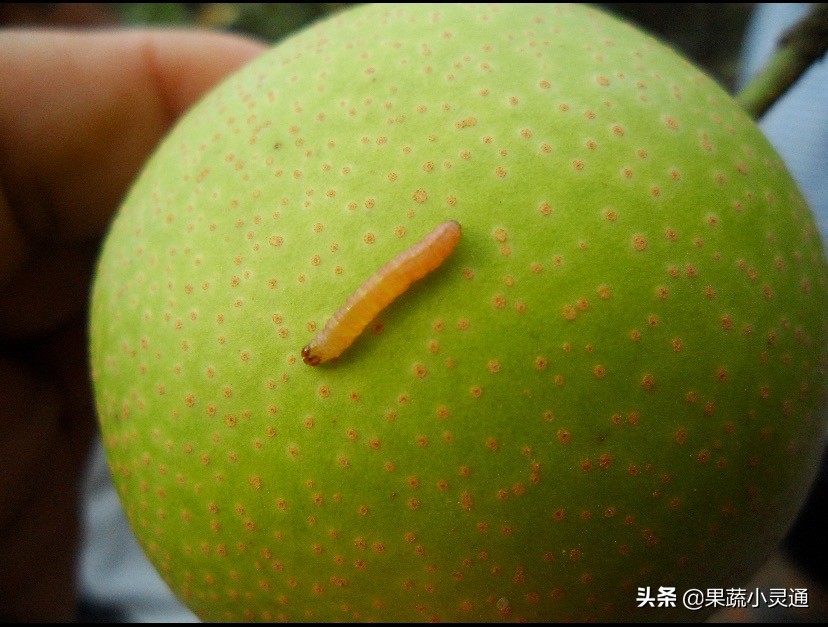 梨小食心虫蛀果过程,危害梨果实的害虫