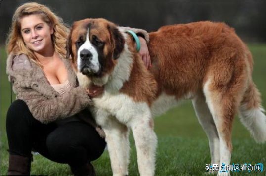 盘点世界上最大的狗排名,世界公认的十大体型最大的狗