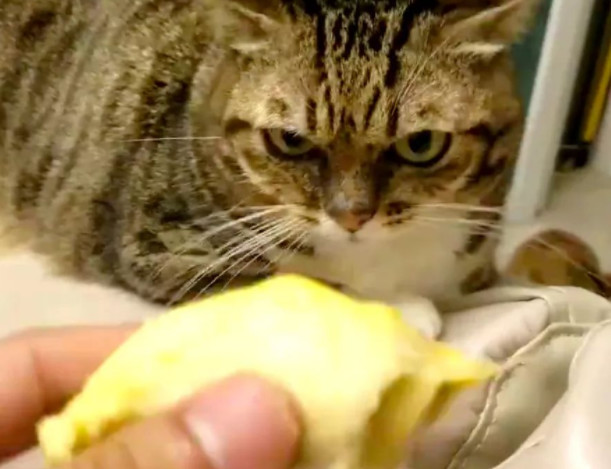 猫咪追求者,猫咪渴求食物