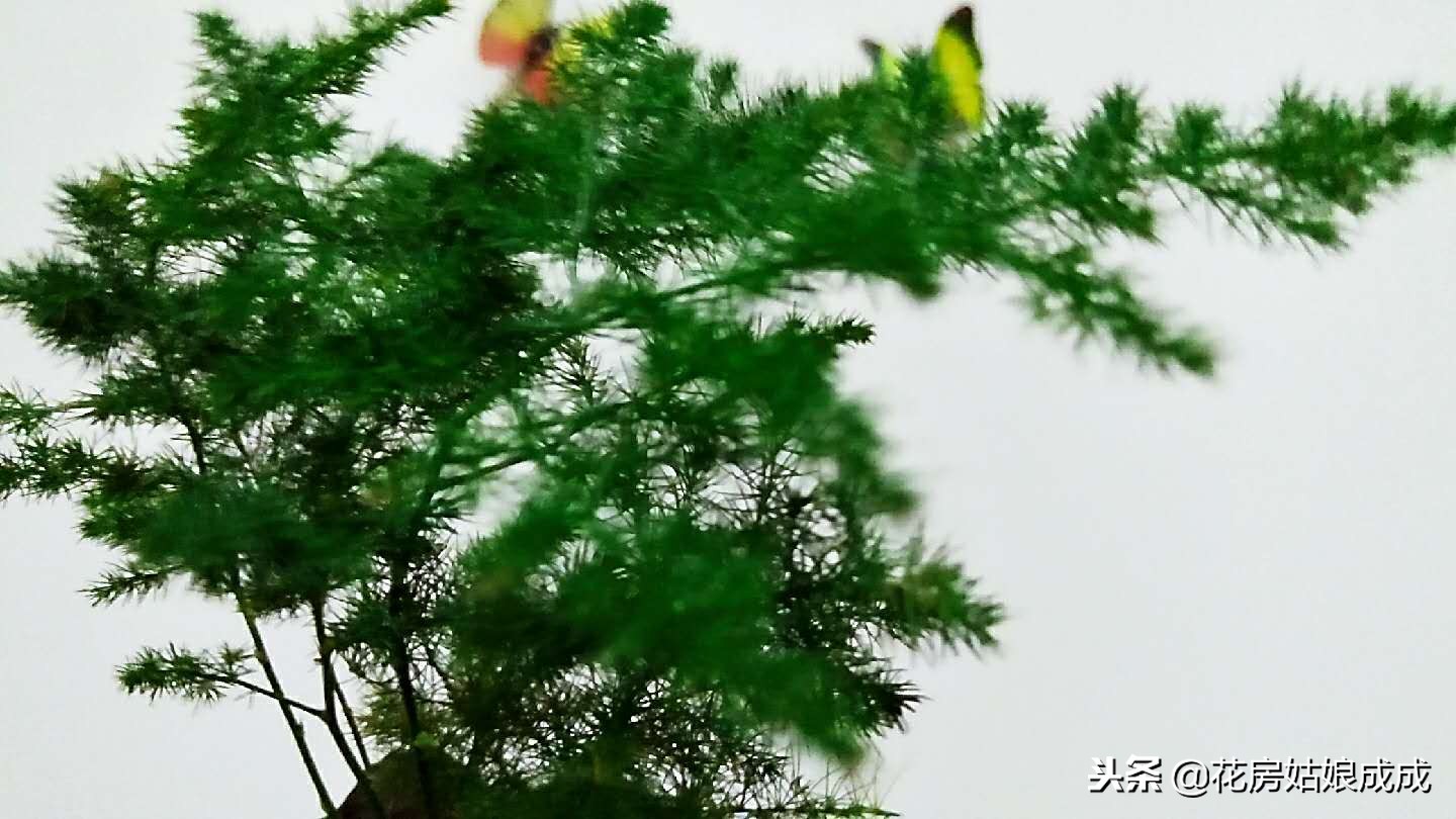 怎么让文竹长得矮趴趴,文竹如何长得矮