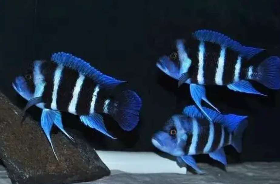 价格高昂的观赏鱼,很贵的鱼观赏鱼凶猛