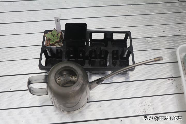 普通多肉怎么选花盆种植,初学者种植多肉技巧