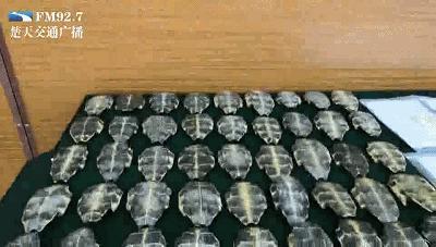 严厉打击象牙等走私违法,海关总署打击象牙走私