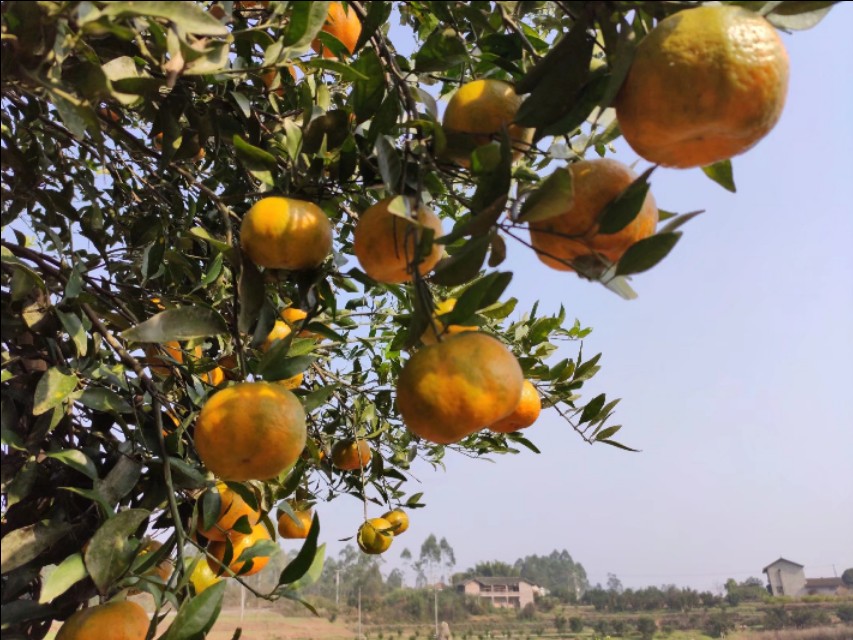 农学专业学什么,园艺专业学什么