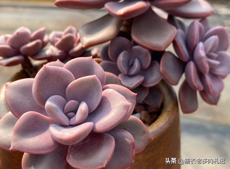 这8种多肉开花的样子简直美爆了,这8种多肉个头小巧却极好扦插