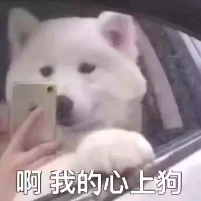 狗子绝育后的绝望,狗子绝育是不是就安稳了