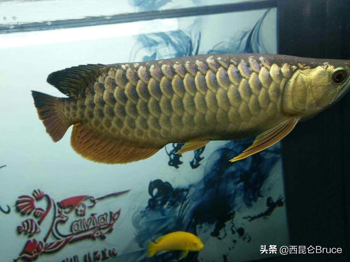 閲戦緳鍔虫柉鑾辨柉,浜旇冻閲戦緳鍔虫柉鑾辨柉