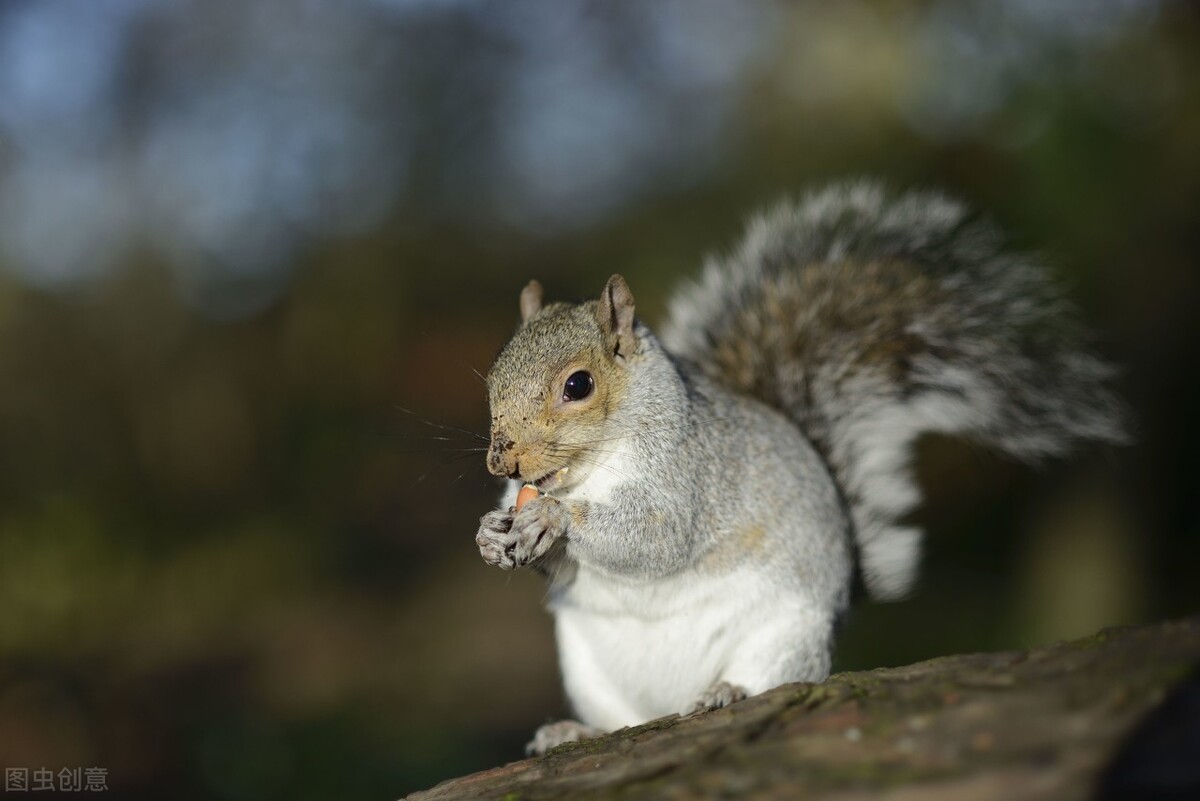 我的“大尾巴”,你在异国他乡还好吗?