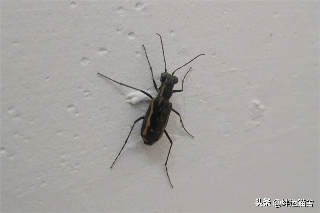 奔跑最快的是什么动物,虎甲虫是最快的虫吗