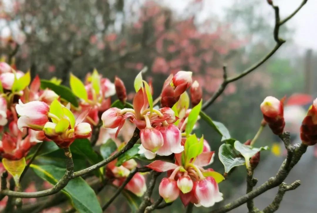 大明山游玩攻略,叮咚户外自驾游