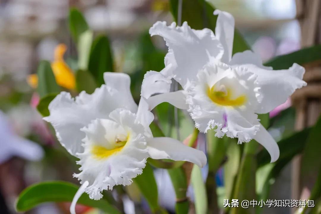 当花遇见诗词每一朵花开都是春天,当花遇上诗词每一朵花开都是春天