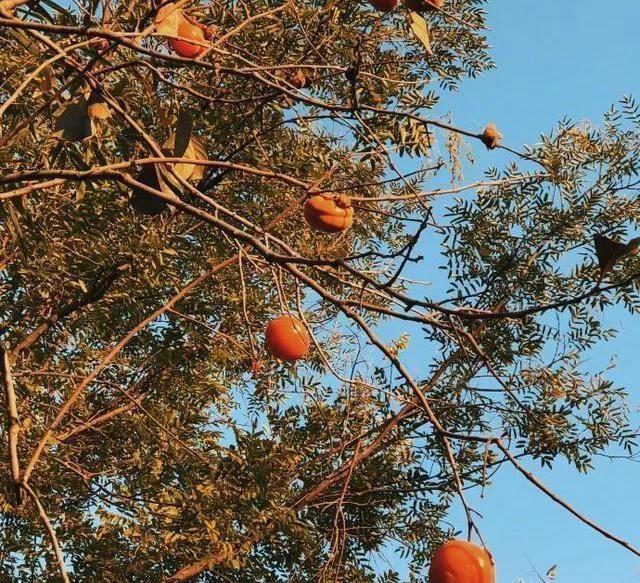 体育竞技：她被誉为女排第一美女，退役嫁富二代，至今未孕有苦衷