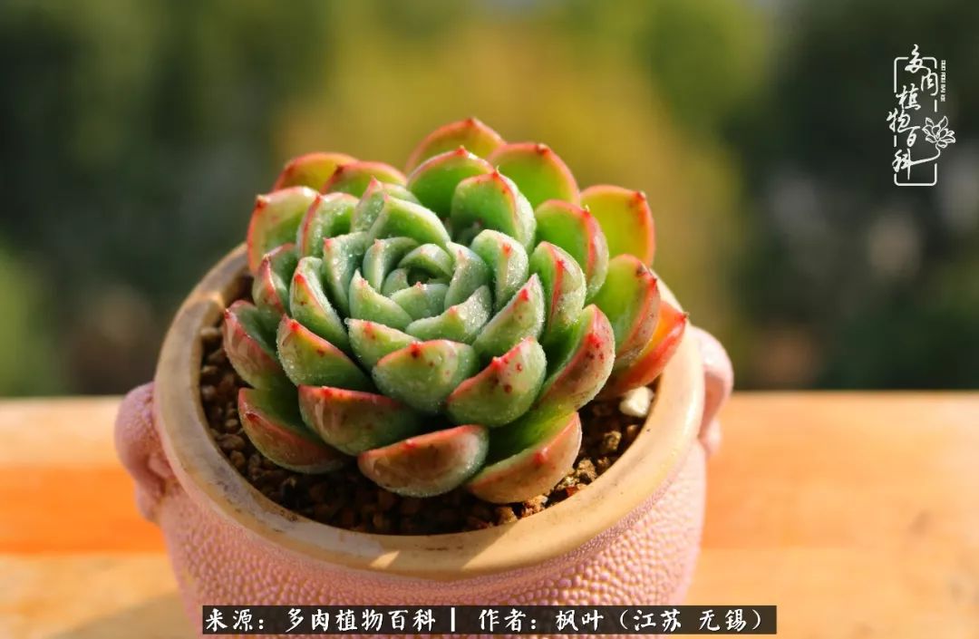 多肉与生命感悟,多肉时光