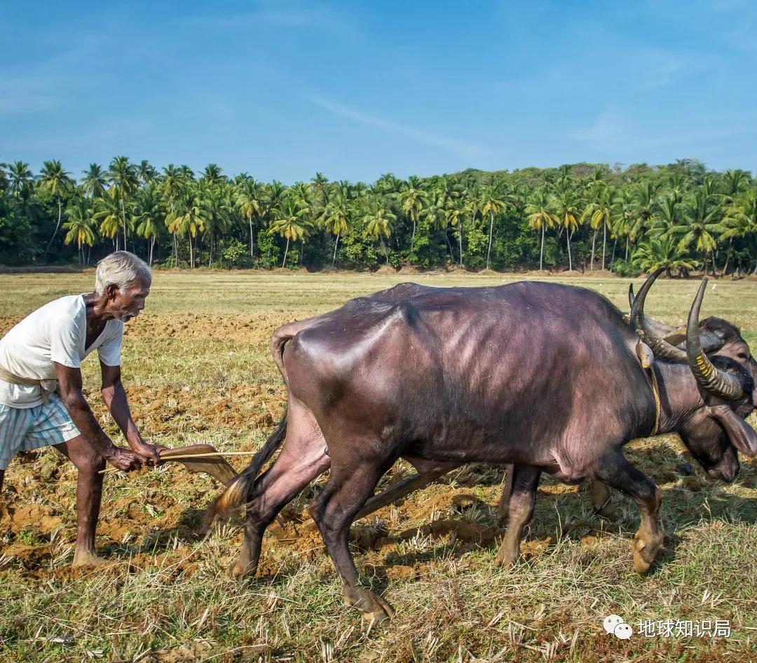 印度不让吃鸡肉吗,印度是不吃牛肉的国家吗