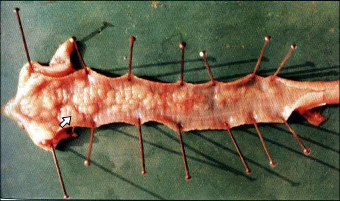 鸡痘属于什么病毒科,鸡痘病毒性