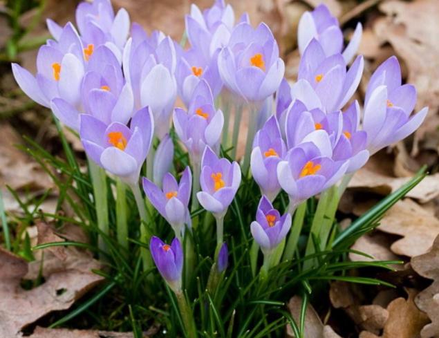 藏红花又称为女人花,藏红花西红花番红花是一种花吗