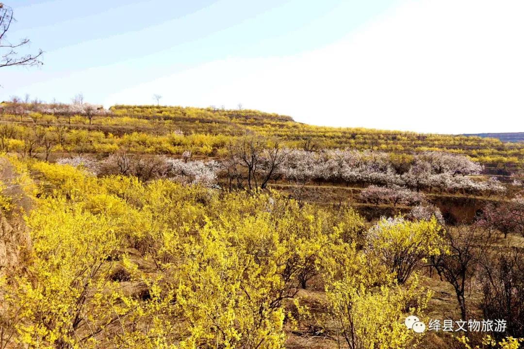 美丽乡村百花开,美丽乡村百花节