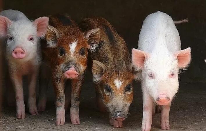 蛇吃老鼠被打死,大蛇掉进老鼠窝里被活活咬死