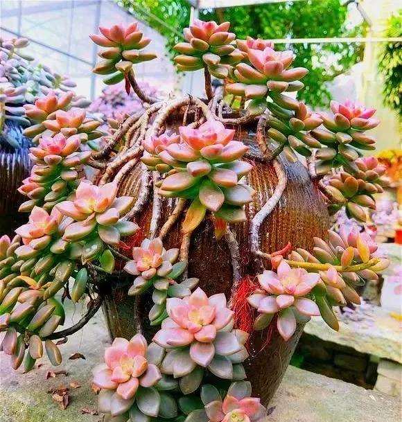 多肉表面长白霉怎么办,多肉长了小白虫最快解决办法