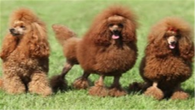 贵宾犬与巨贵犬智商的区别,贵宾犬的智商