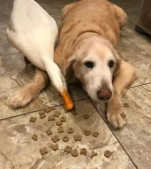 被大鹅欺负的金毛,金毛老是被鸭子欺负