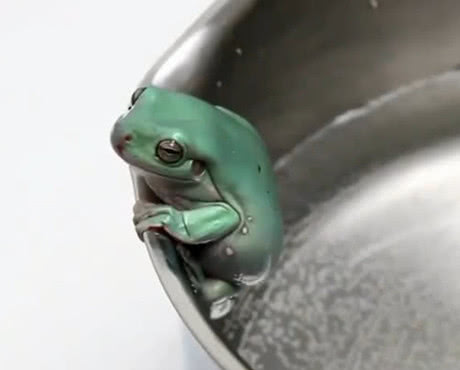 男子尝试温水煮青蛙结果出乎意料,一男子模仿青蛙跳