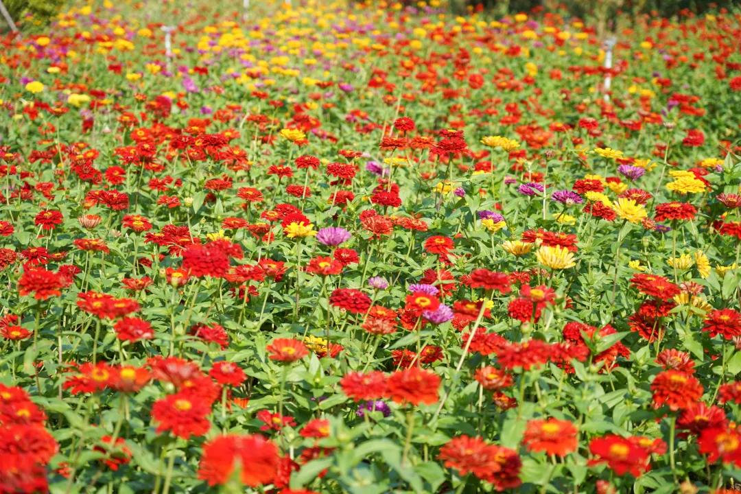 厦门最近哪里的花海最好看,江岭向日葵花海美成童话