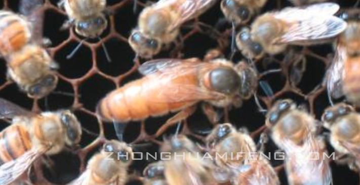 蜜蜂养殖技术新手养殖不可错过,蜜蜂养殖基本技术总结