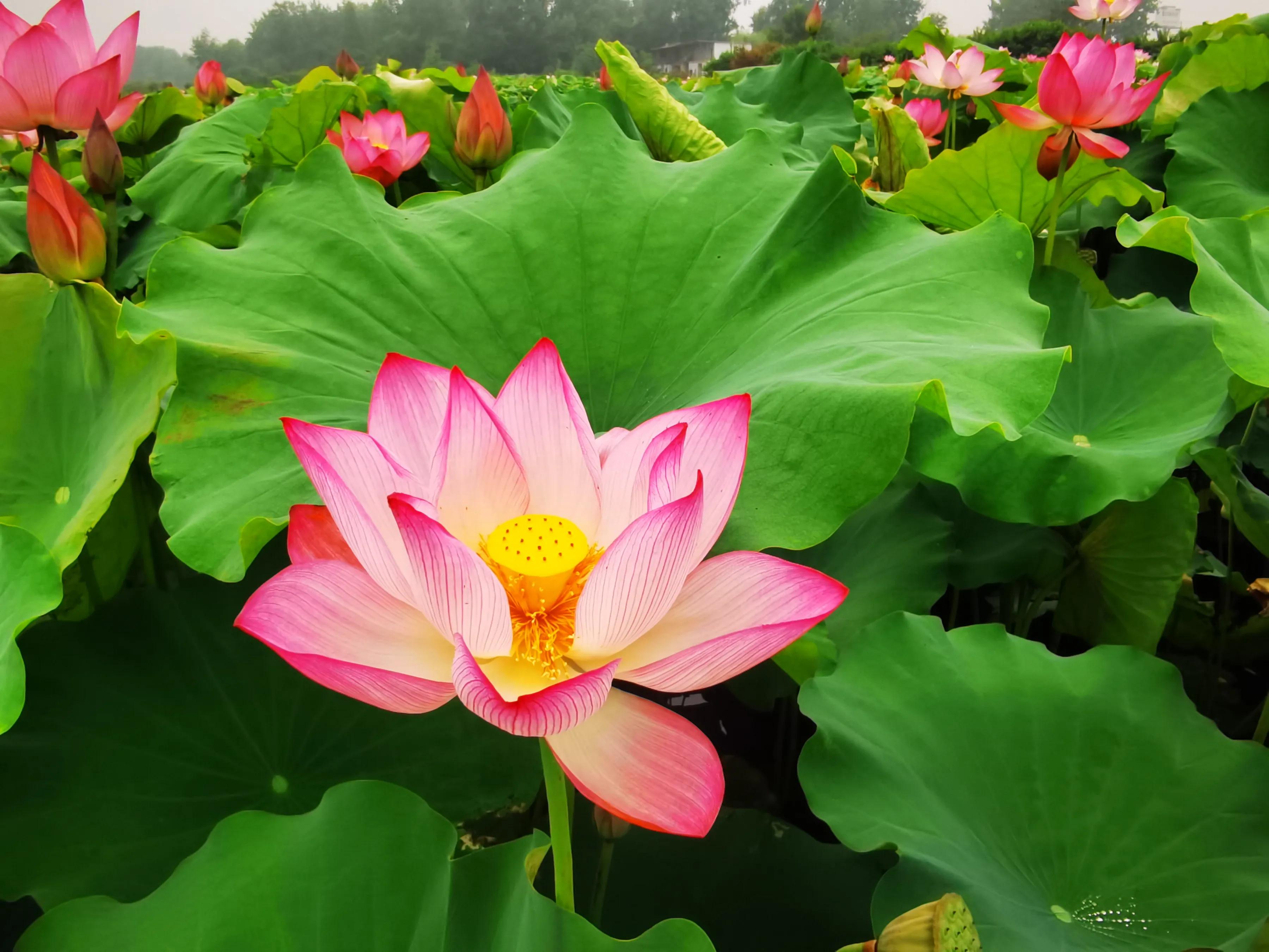 手机摄影手册圈友作品选第7期,手机摄影手册圈友作品选第6期