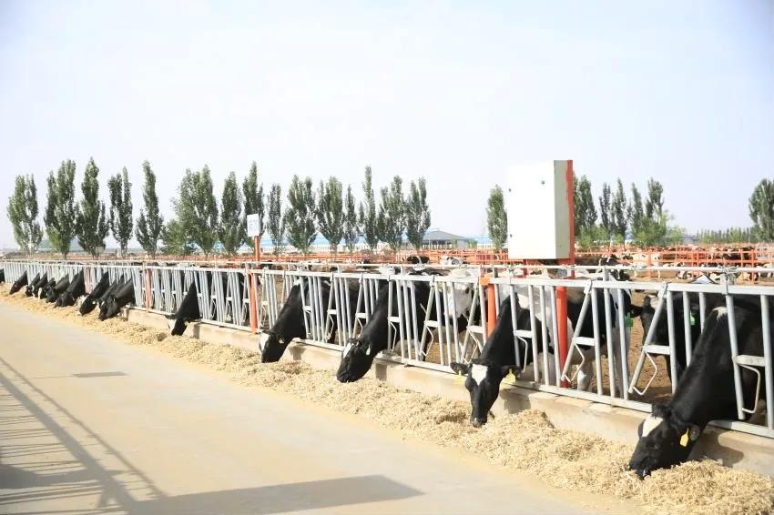 零售圣牧牛奶,圣牧牛奶销售市场前景