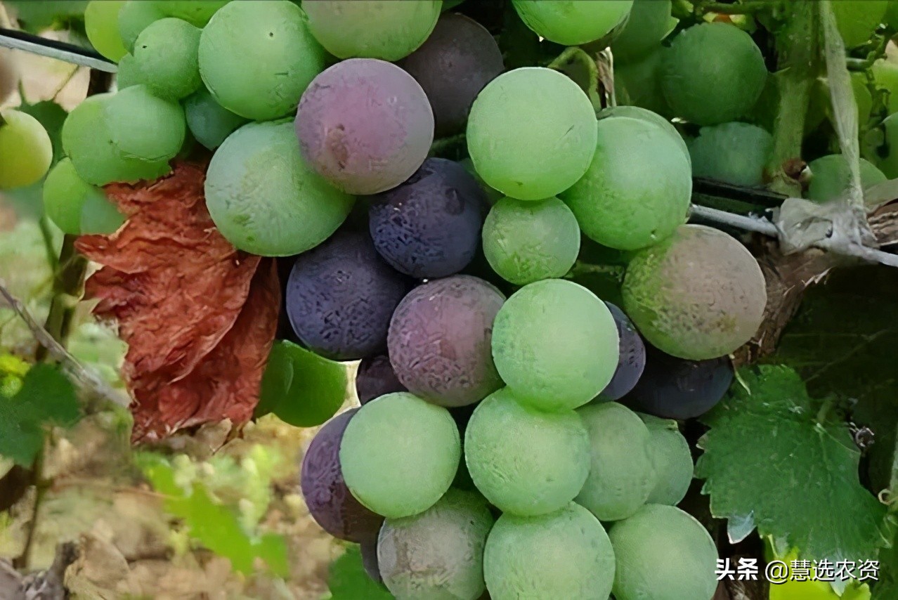果实转色期要怎么办,果实转色期你用对了吗