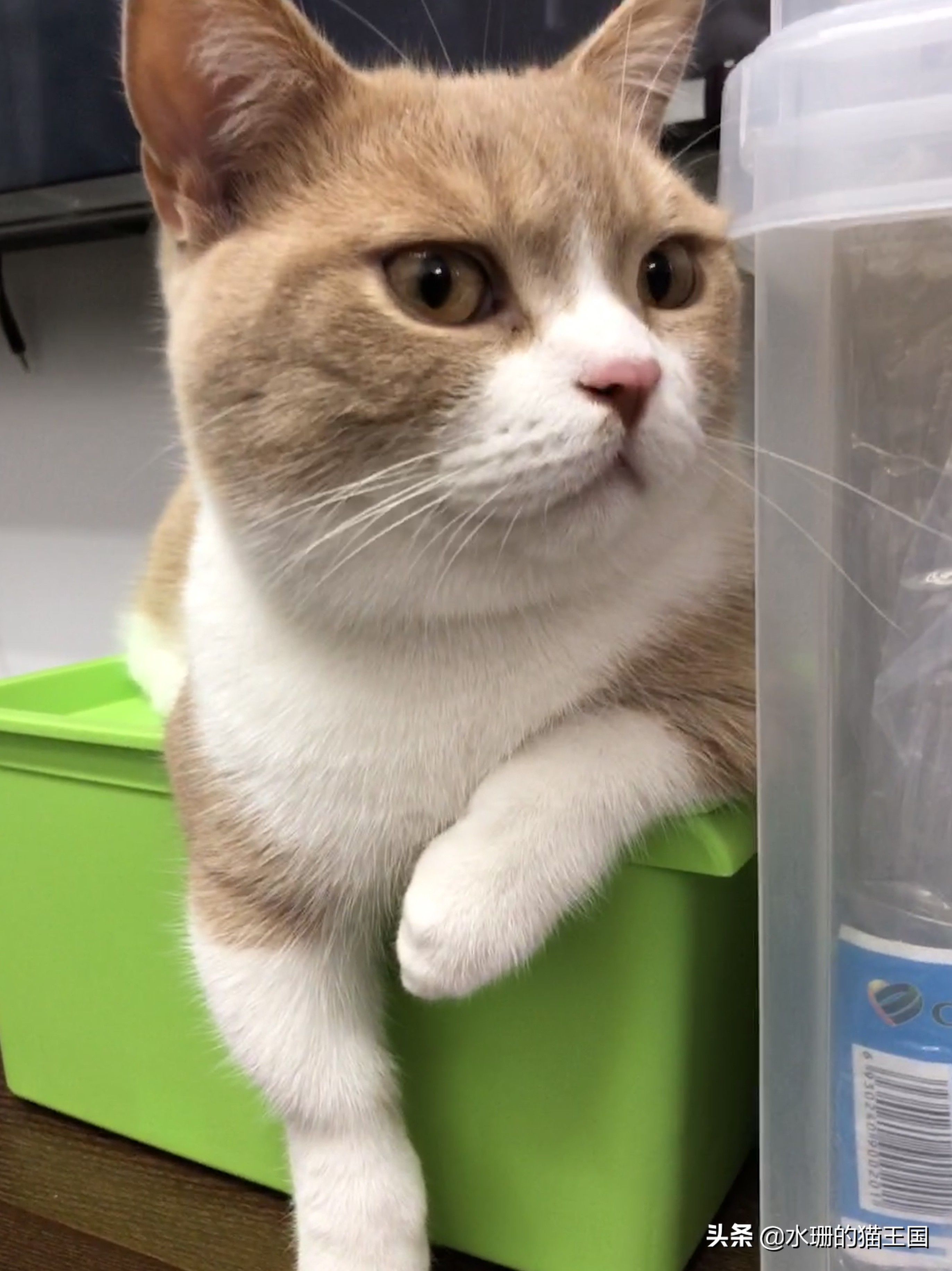 如何训练猫学会一些动作,怎么驯猫入厕的方法和技巧