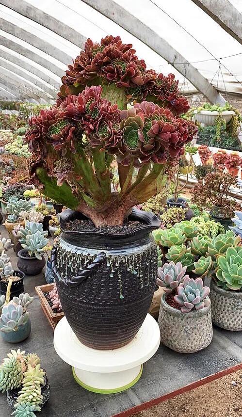 多肉法师韶羞现在能摘心吗,韶羞法师和荷兰玫瑰法师的区别