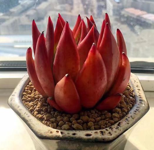 夏天养多肉的技巧和方法,新手夏天养多肉5个保命秘籍