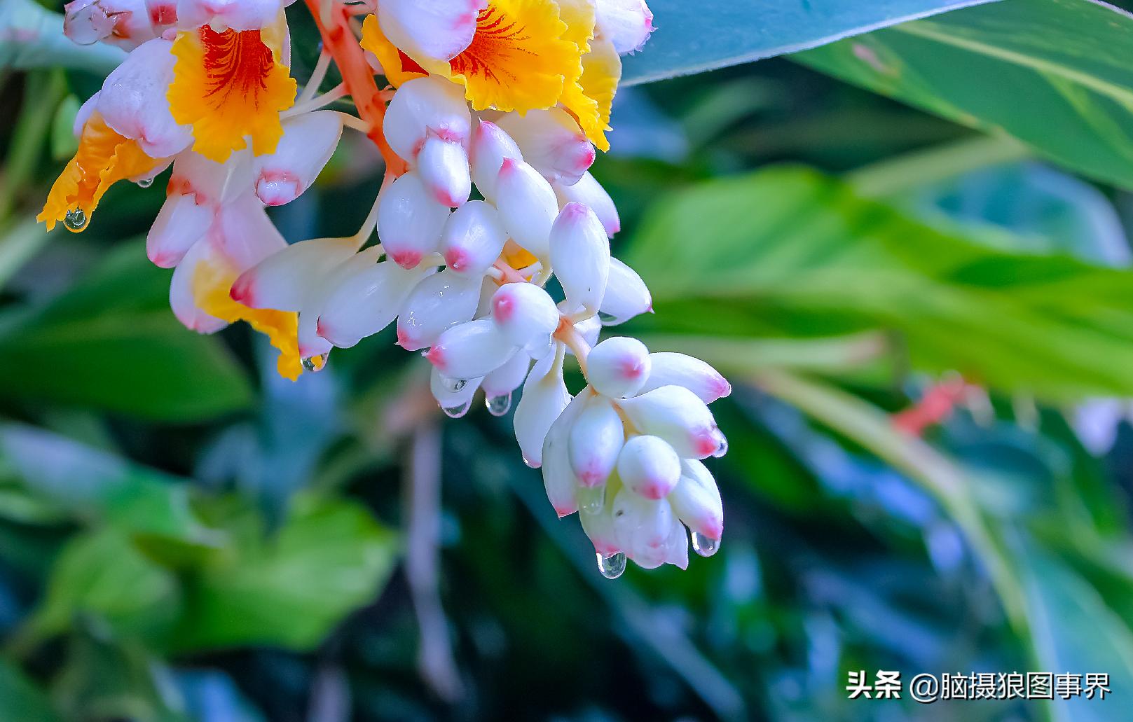 佳能550d配什么镜头拍摄效果好,佳能550d用18-55镜头怎么拍月亮