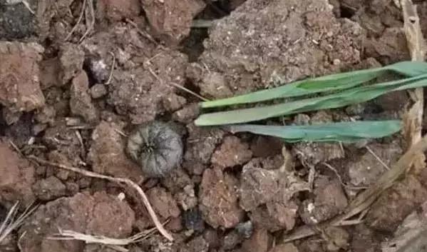 蔬菜各种害虫图片,蔬菜害虫100种图及害虫名称