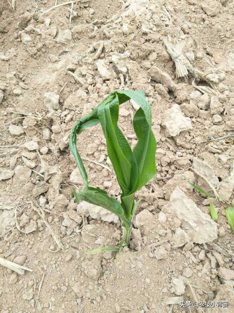 玉米田蓟马虫害最佳防治方法,玉米苗期害虫特多如何防治