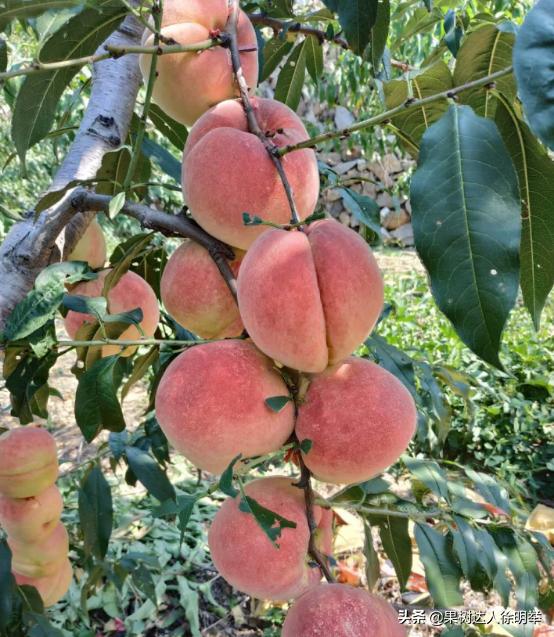 桃树修剪的正确方法和时间,桃树的修剪常识和技术