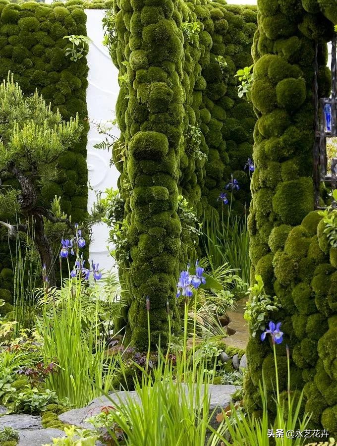 永生花苔藓植物墙,永生苔藓的价格