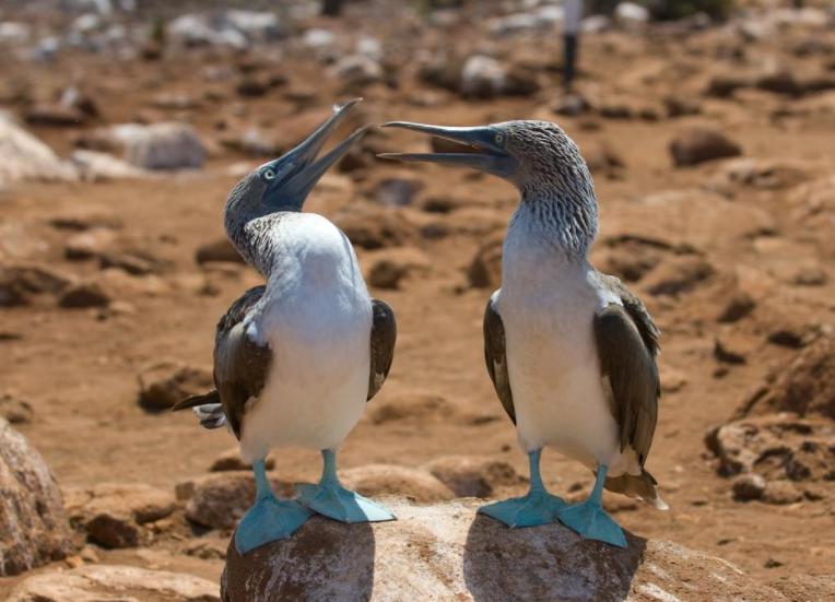 吸血雀：尖嘴地雀吸食血液，受害者为何乖乖等待，毫不反抗？
