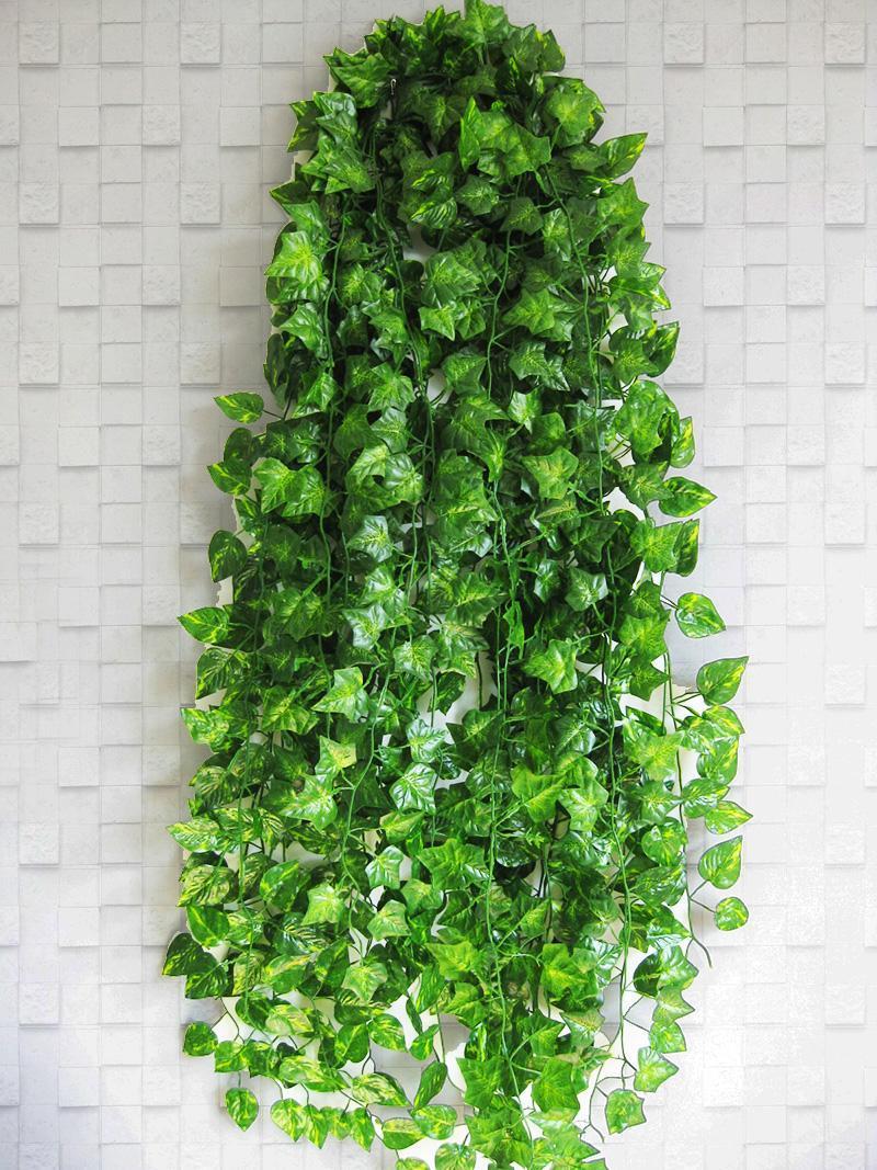 常青藤哪种好养,常青藤到底怎么养