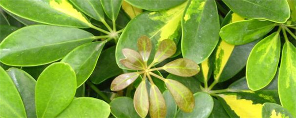 花叶发黄怎么办最有效,大鹅掌花叶发黄