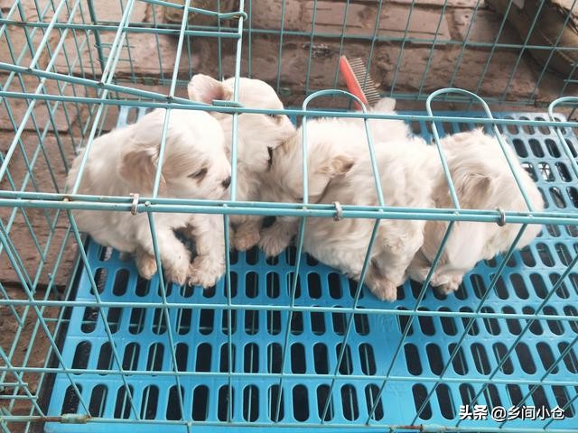 开封狗品种大全,开封狗市是中国最大的吗